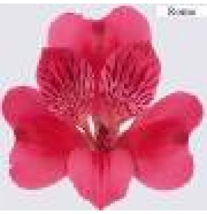 ΑΛΣΤΡΟΜΕΡΙΑ ΦΟΥΞ  ALSTROMERIA ROME